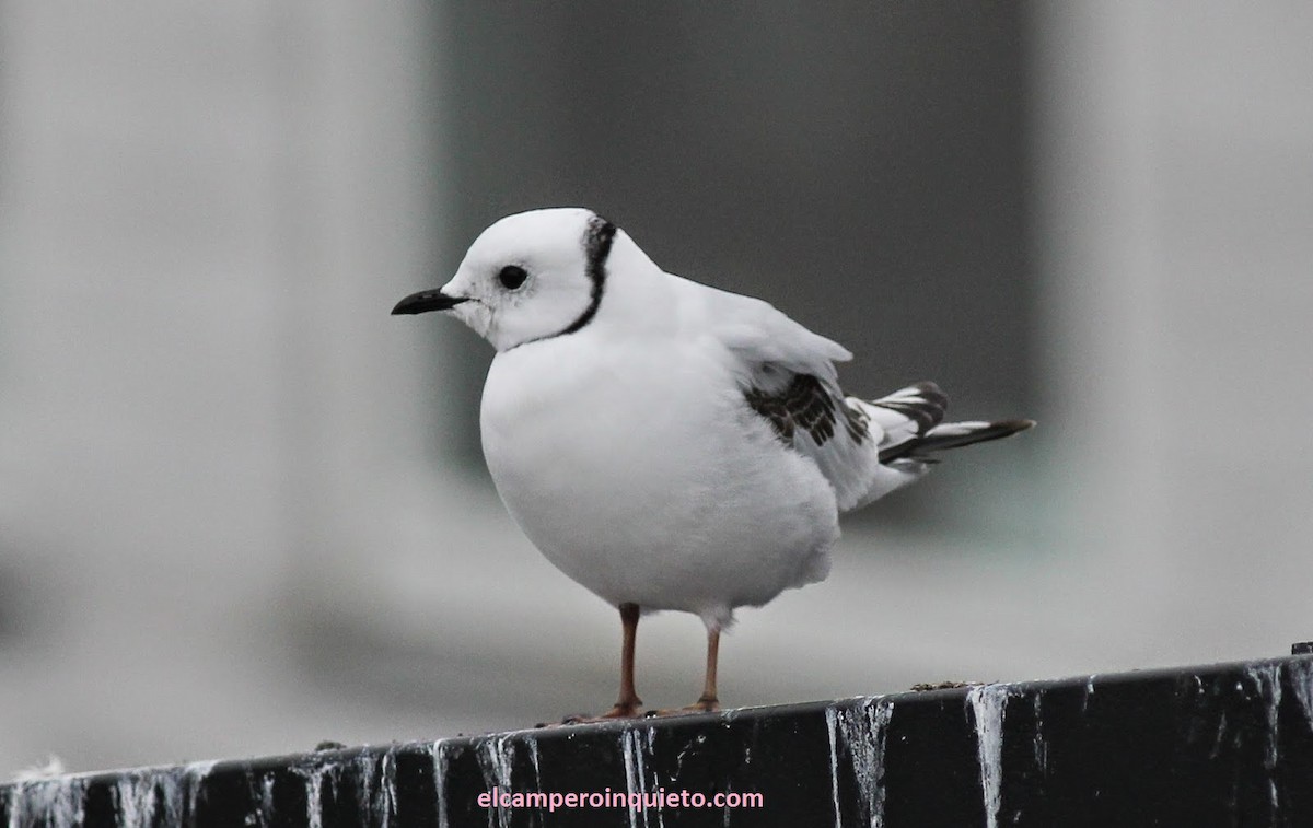 Ross's Gull - Ornitocampero Haritz Sarasa