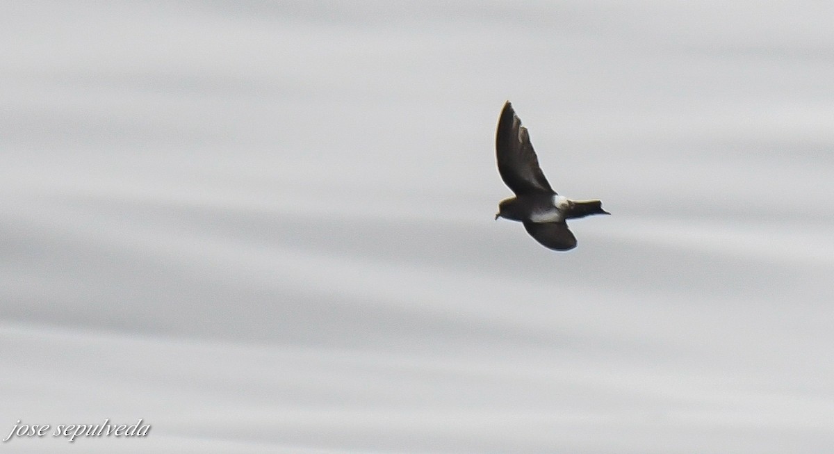 Elliot's Storm-Petrel - ML479436341