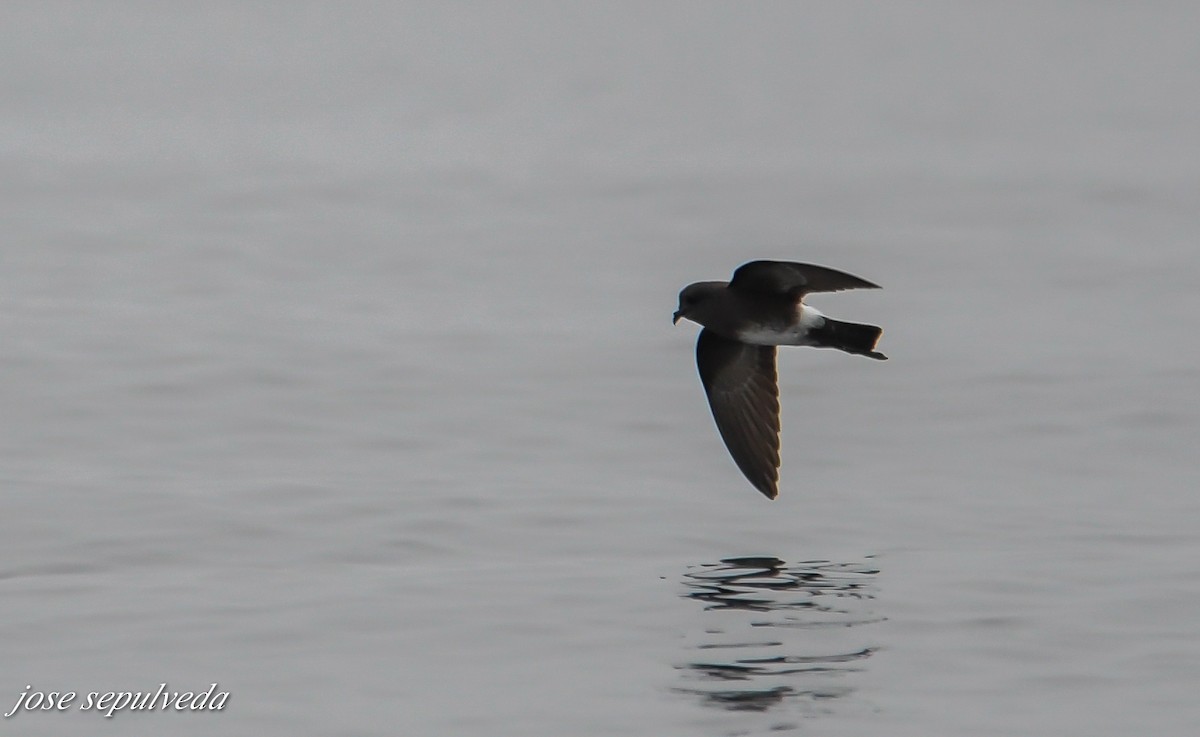 Elliot's Storm-Petrel - ML479436351