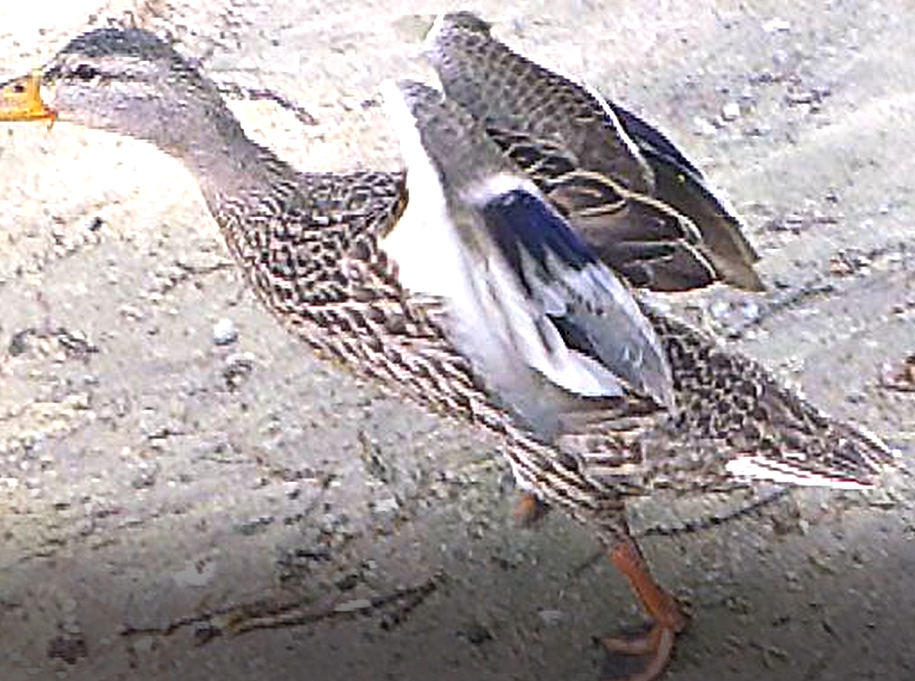 Mallard - ML479436731