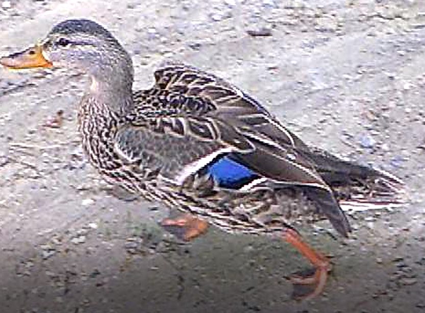 Mallard - ML479436741