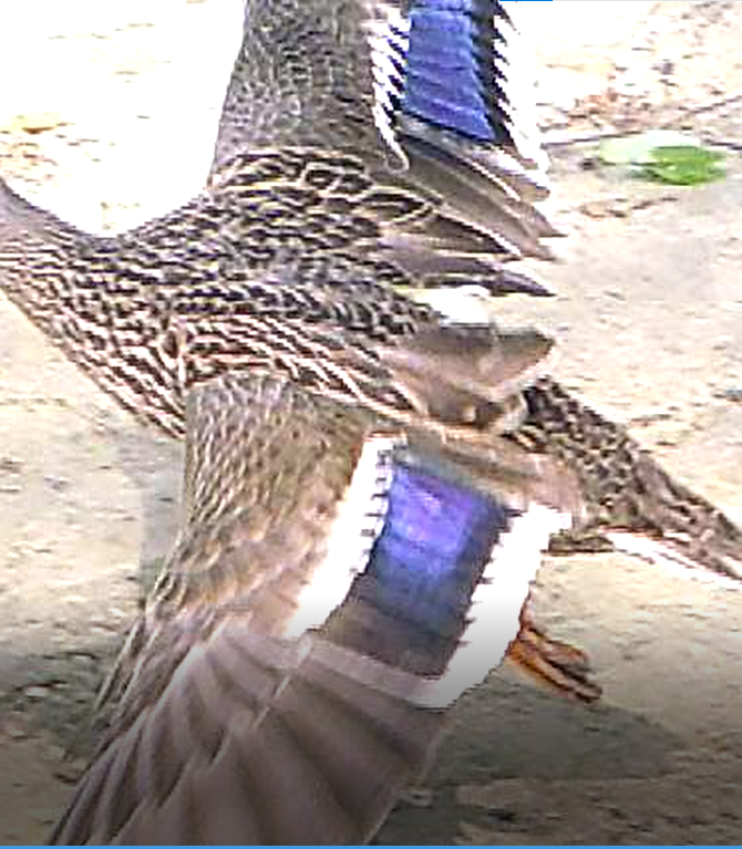 Mallard - ML479436761