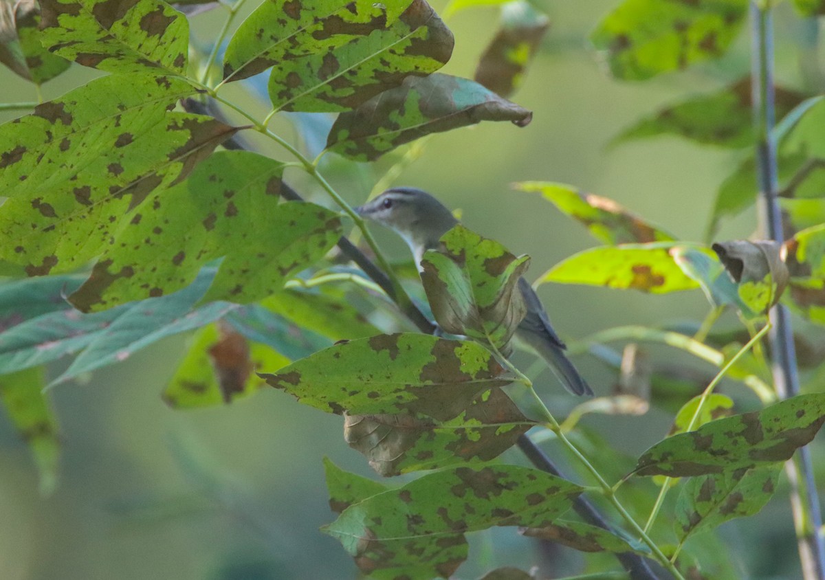 Vireo Ojirrojo - ML479438061