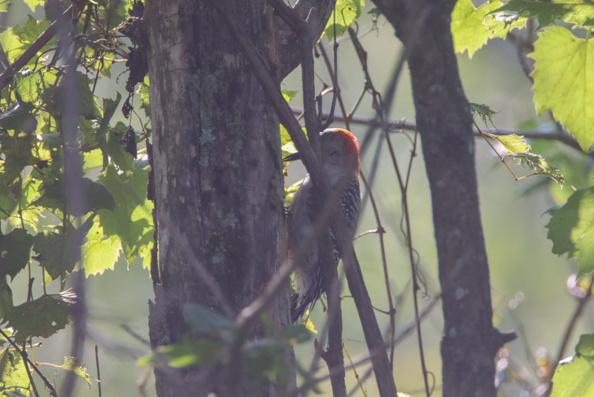 Red-bellied Woodpecker - ML479438311