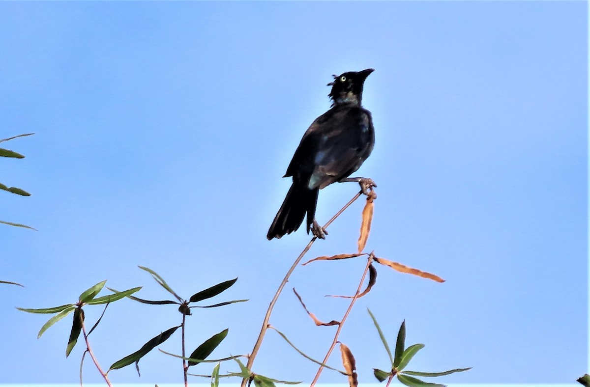 Common Grackle - ML479438371