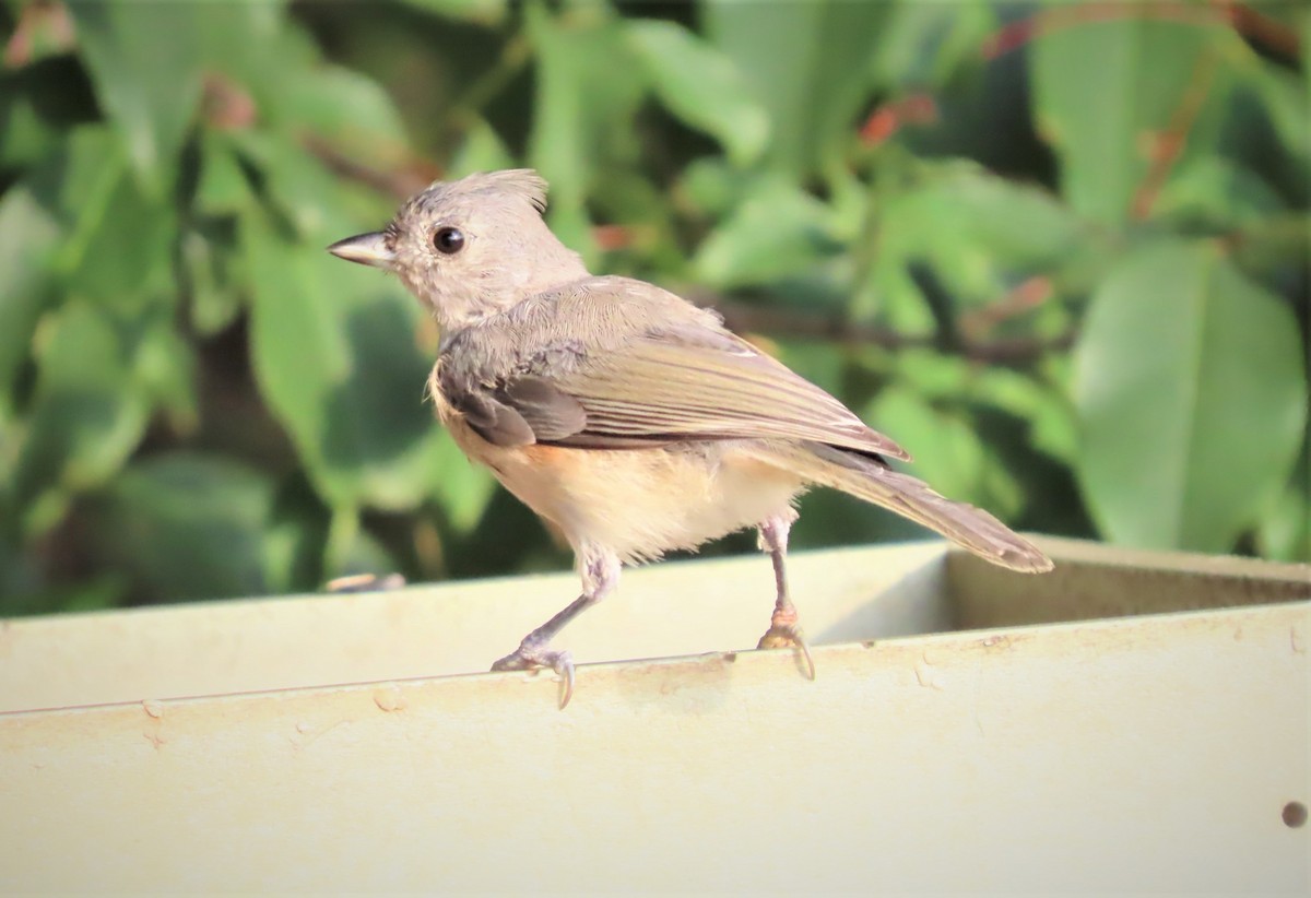 Tufted Titmouse - ML479438551