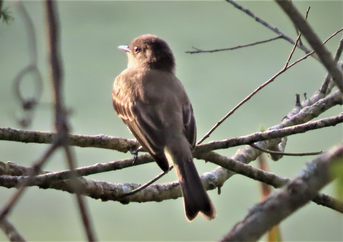 Eastern Phoebe - ML479438761