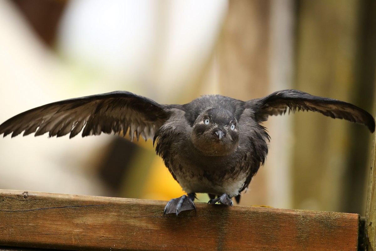 Whiskered Auklet - ML479439701