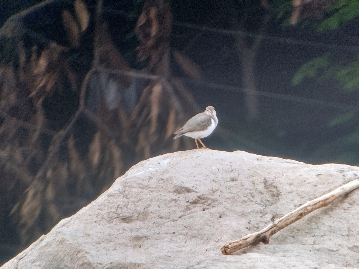 Spotted Sandpiper - ML479440031