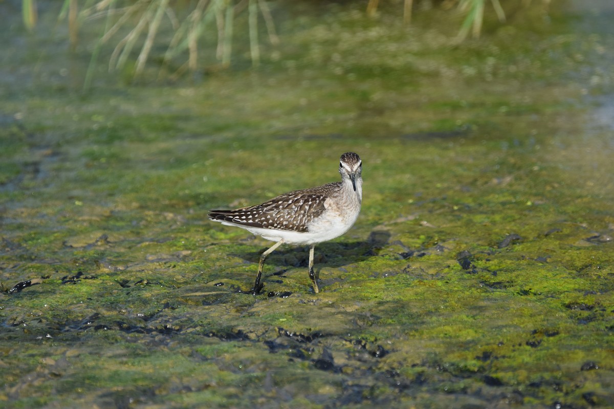 Wood Sandpiper - ML479440181