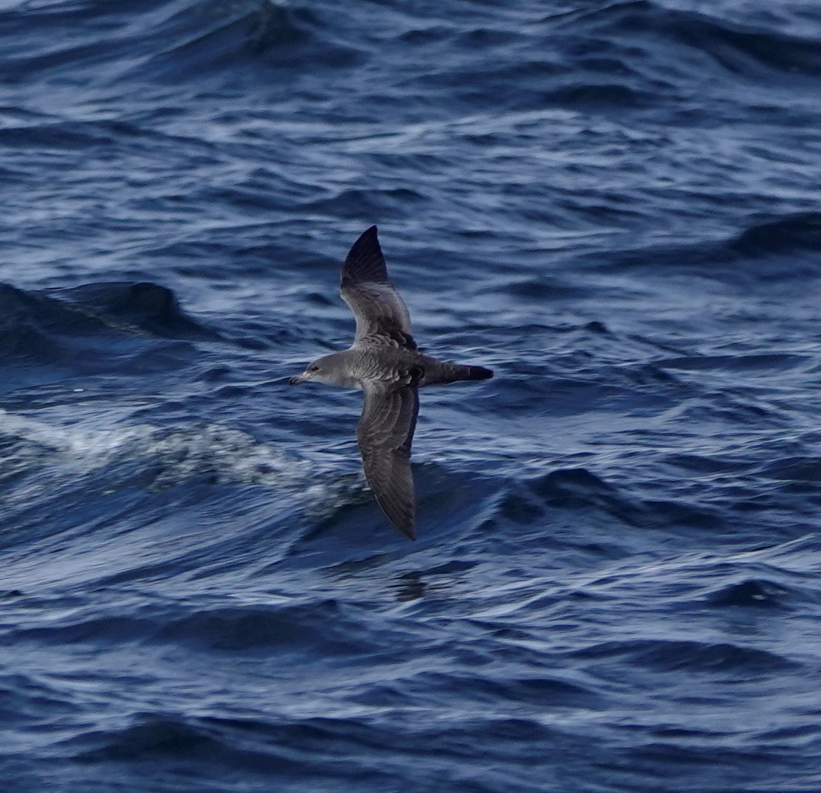 Pink-footed Shearwater - Connor Goff