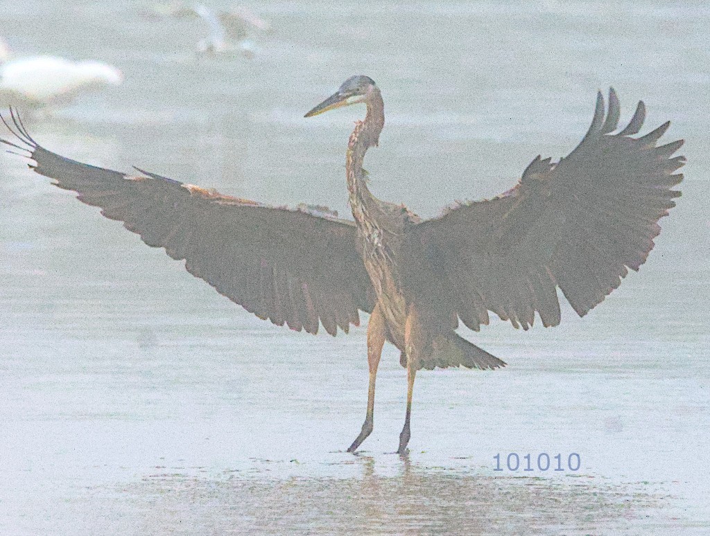 Great Blue Heron - ML479441831