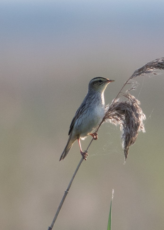 Aquatic Warbler - ML479442091