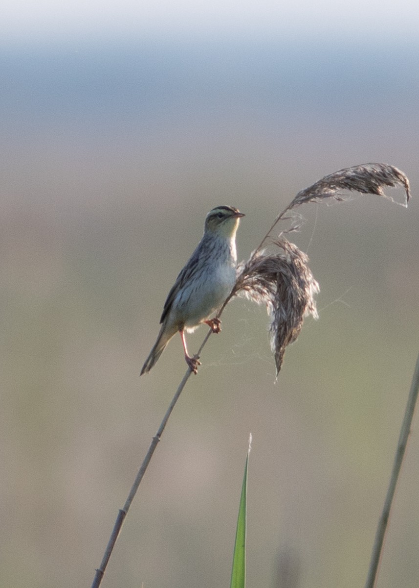 Aquatic Warbler - ML479442101
