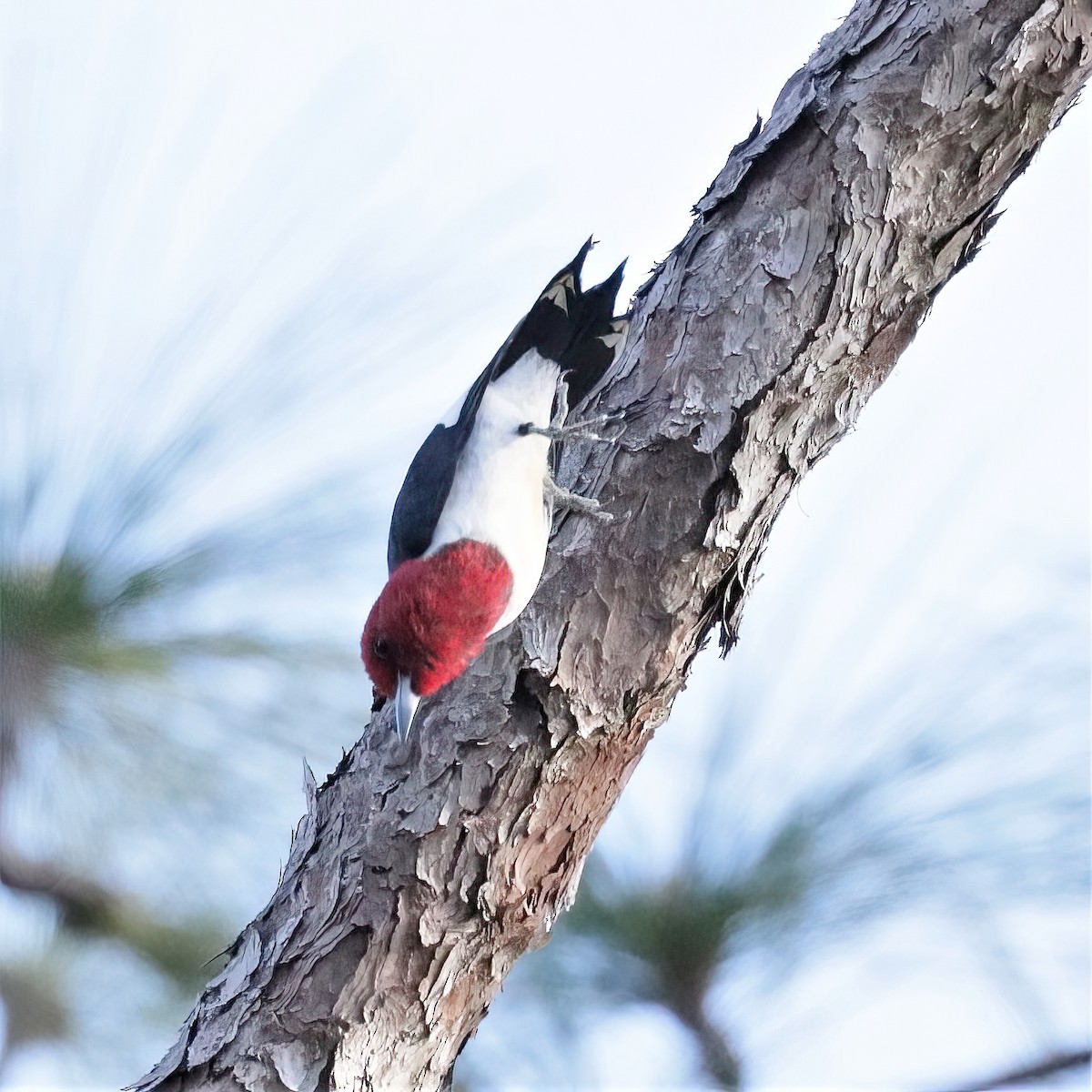 Red-headed Woodpecker - ML479442621
