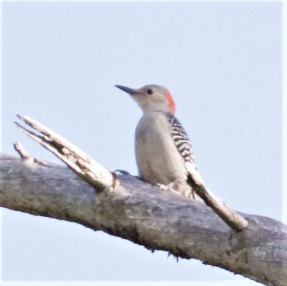 Red-bellied Woodpecker - ML479442921