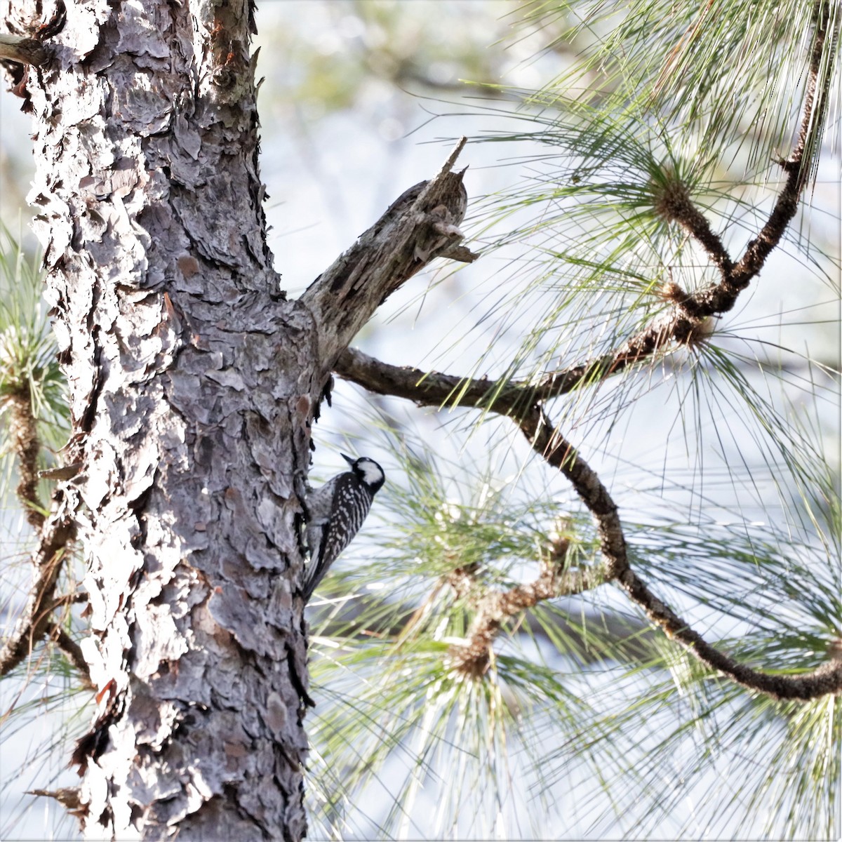 Red-cockaded Woodpecker - ML479443431