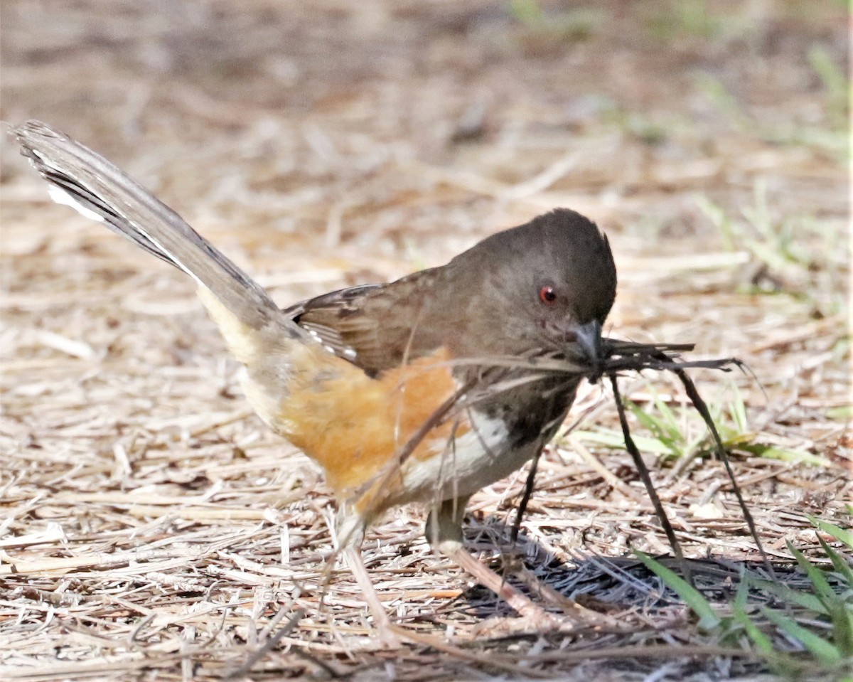 Eastern Towhee - Janette Brogan