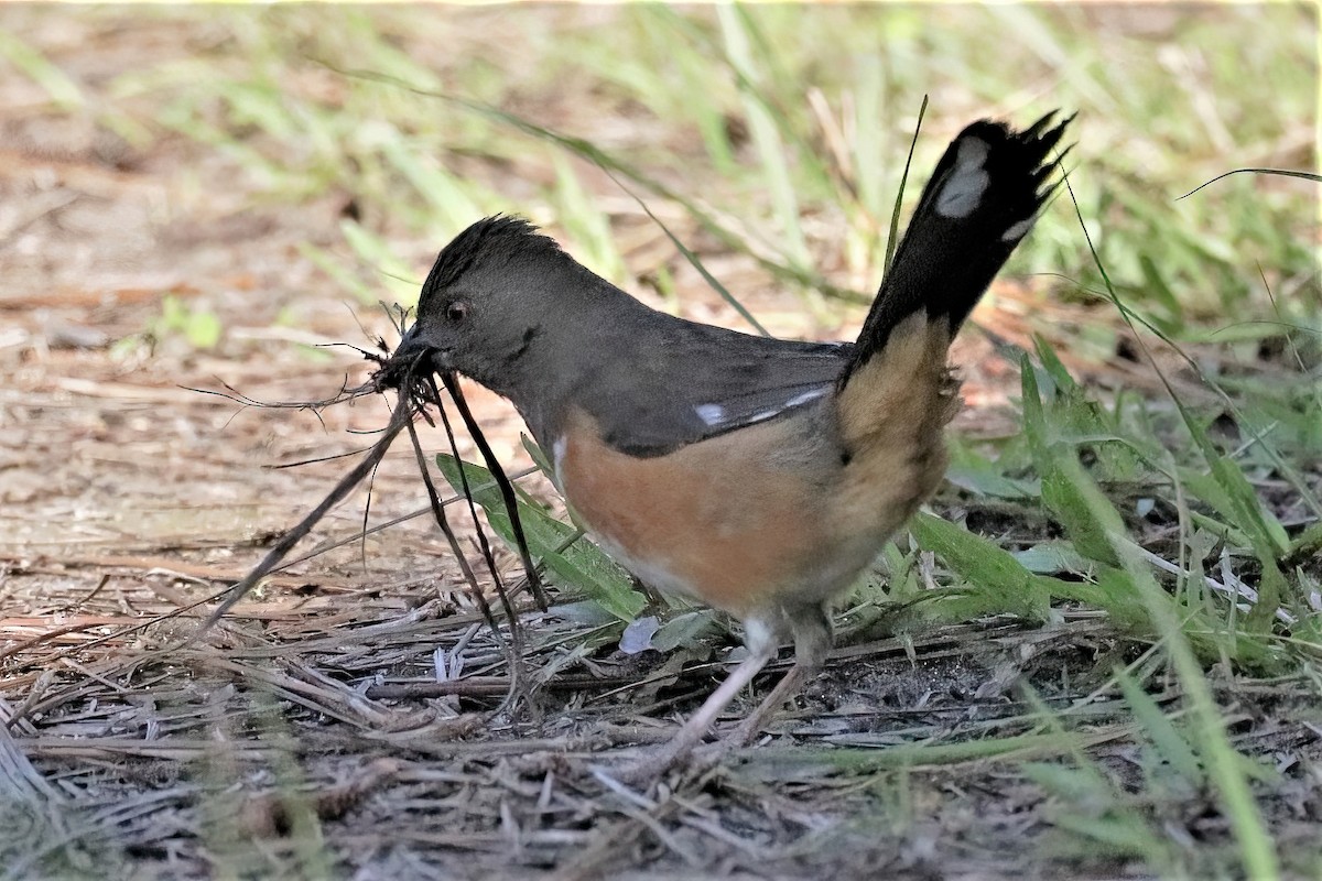 Eastern Towhee - ML479444151