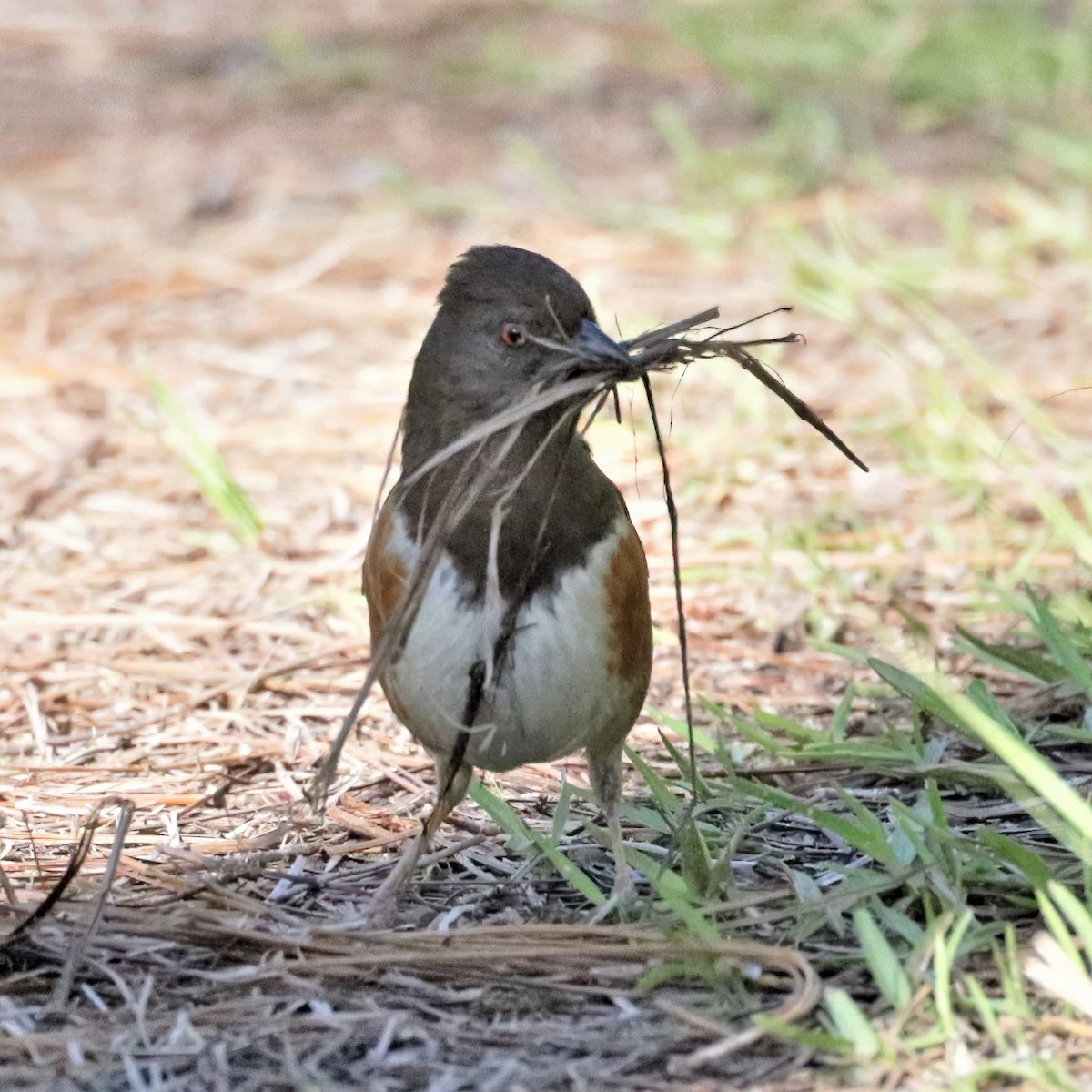 ワキアカトウヒチョウ - ML479444161