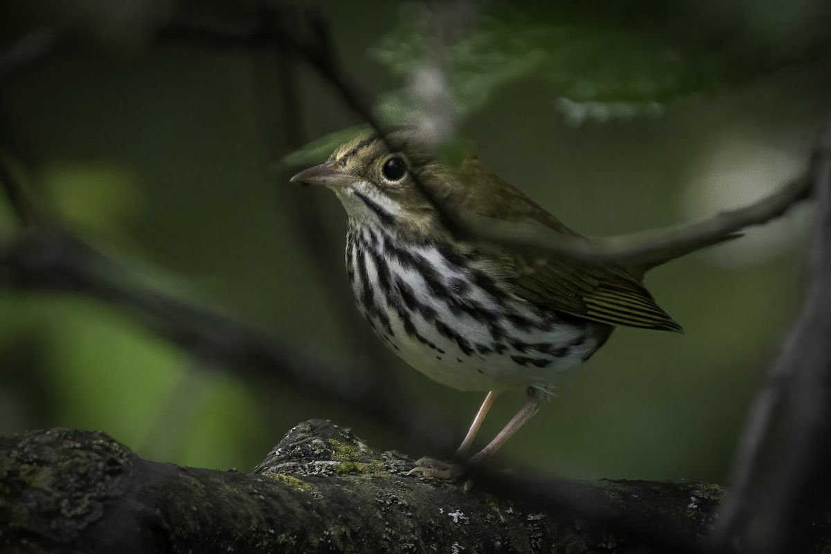 Ovenbird - ML479444171