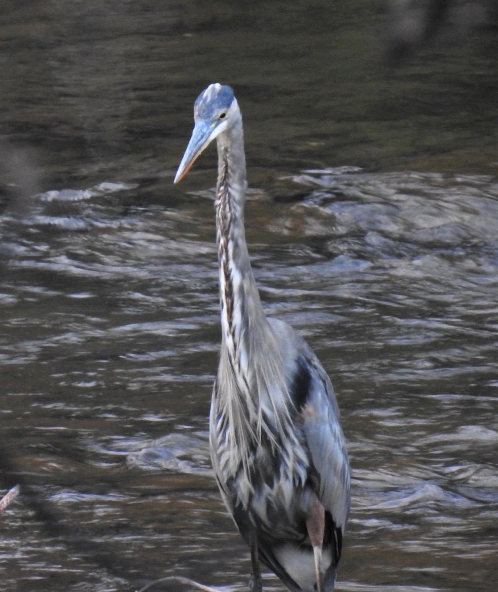 Great Blue Heron - ML479444481