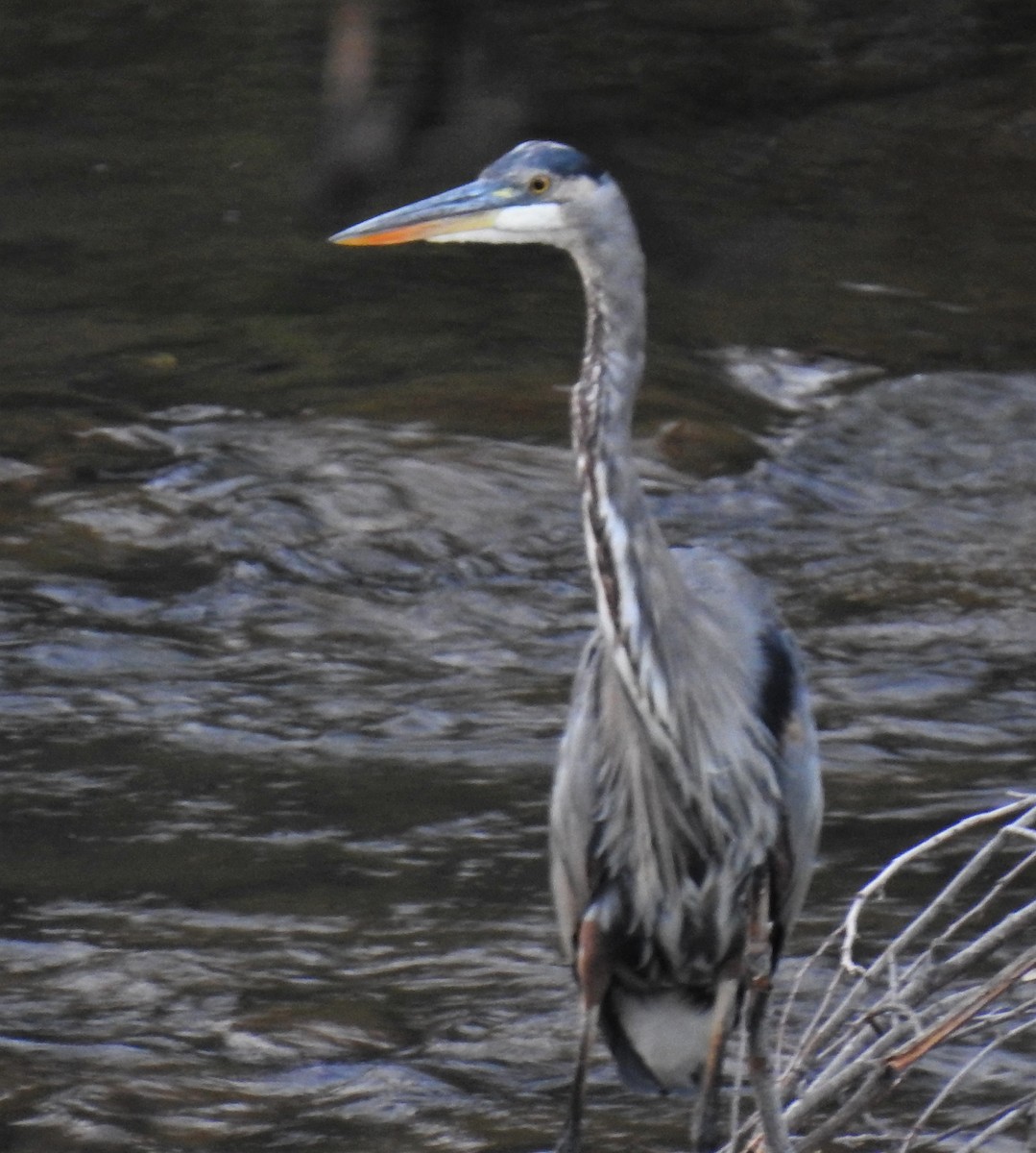 Great Blue Heron - ML479444681