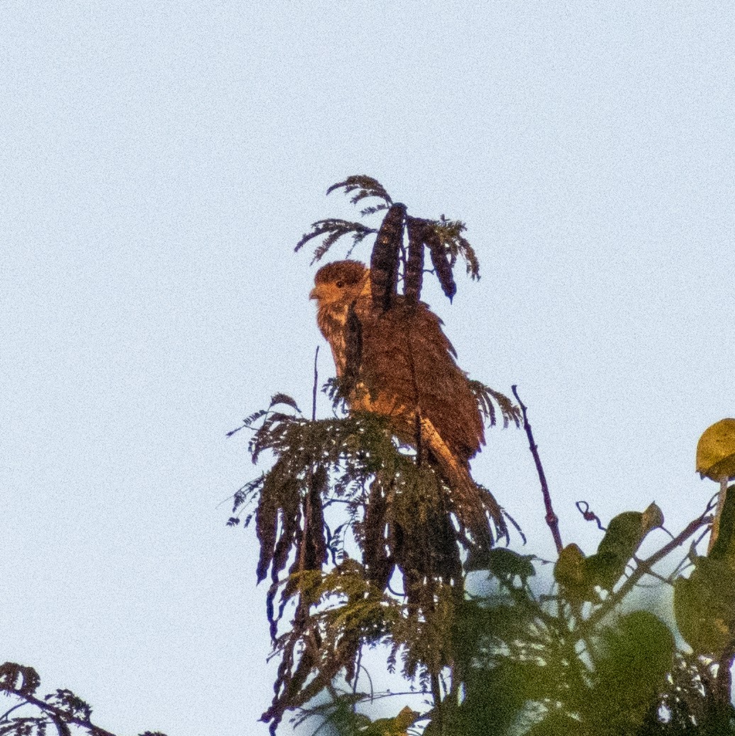 Collared Forest-Falcon - ML479445241