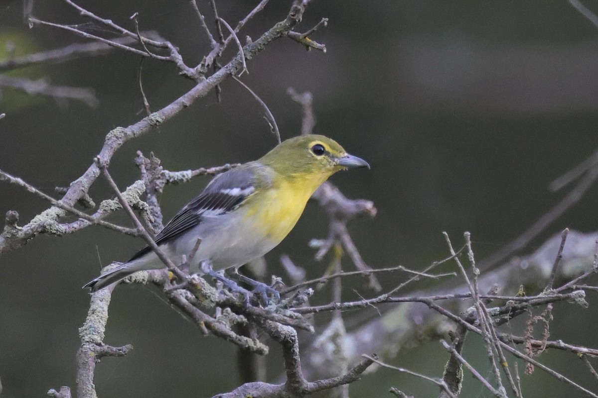 Vireo Gorjiamarillo - ML479445641