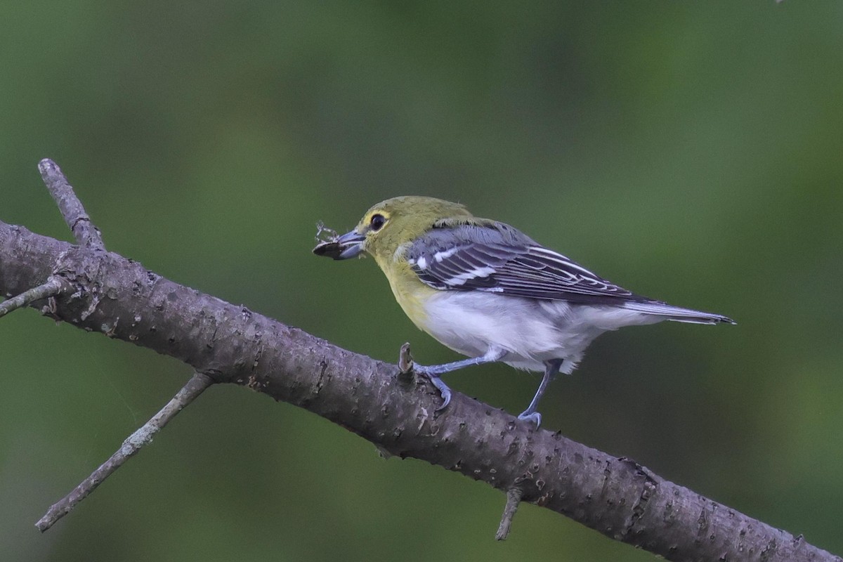 Vireo Gorjiamarillo - ML479446111