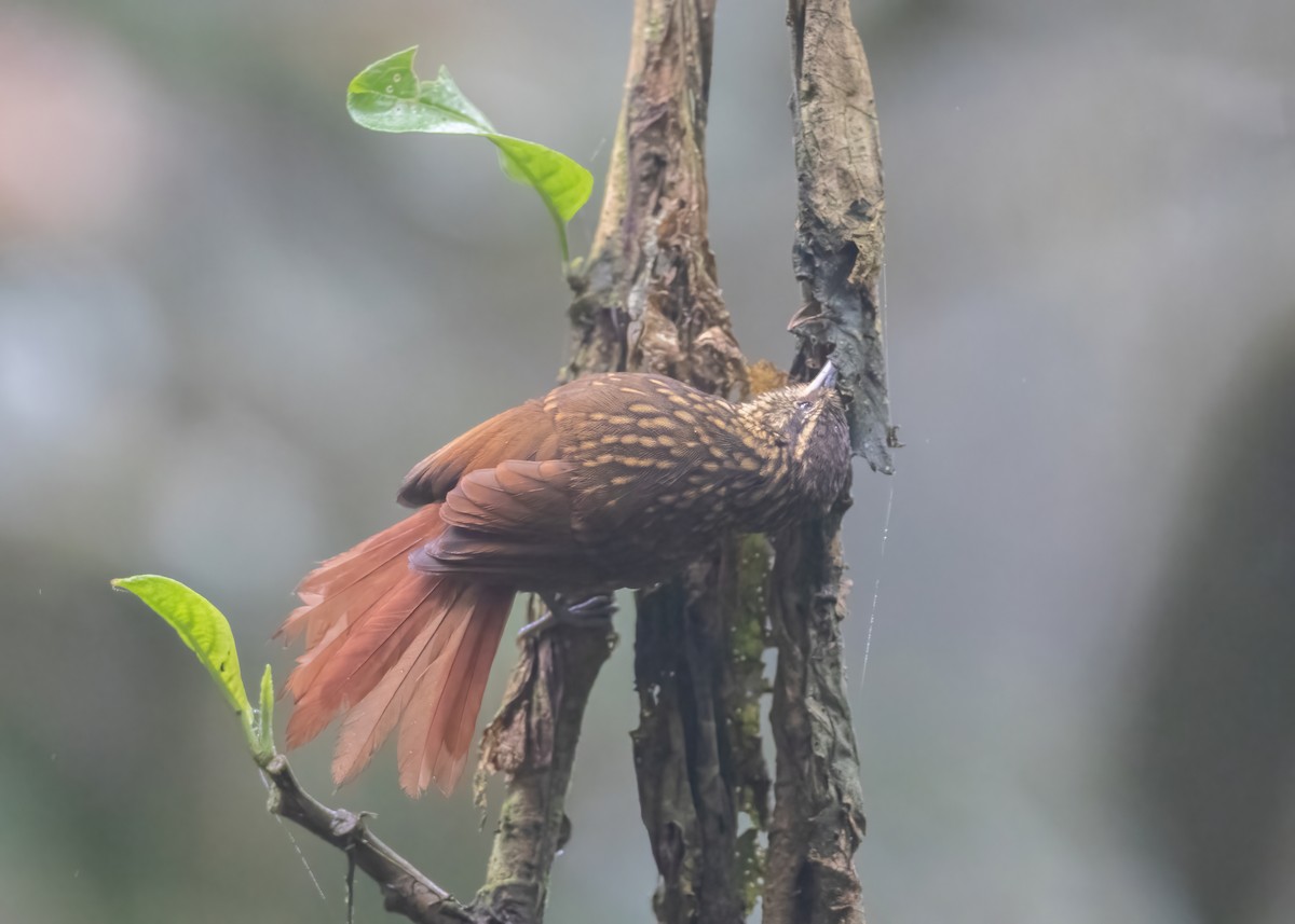 Rusty-winged Barbtail - ML479446751