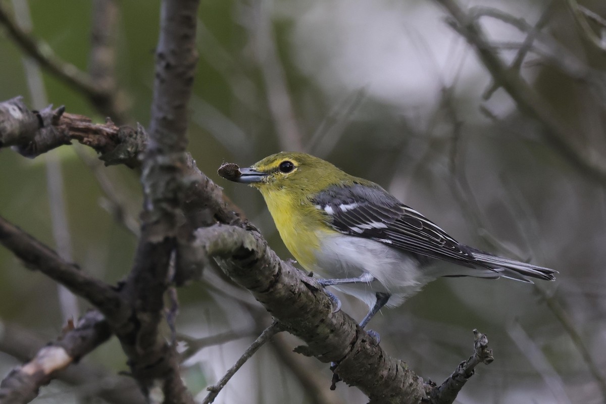 Vireo Gorjiamarillo - ML479446801