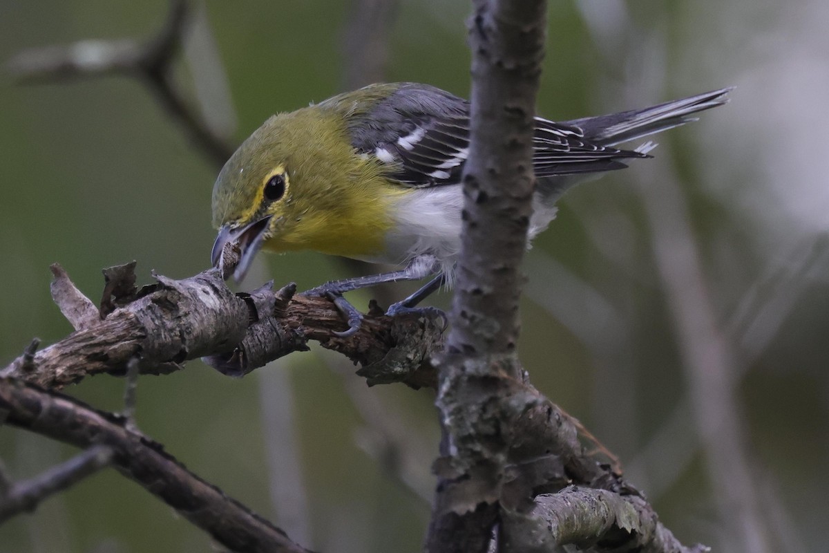 Yellow-throated Vireo - ML479446891