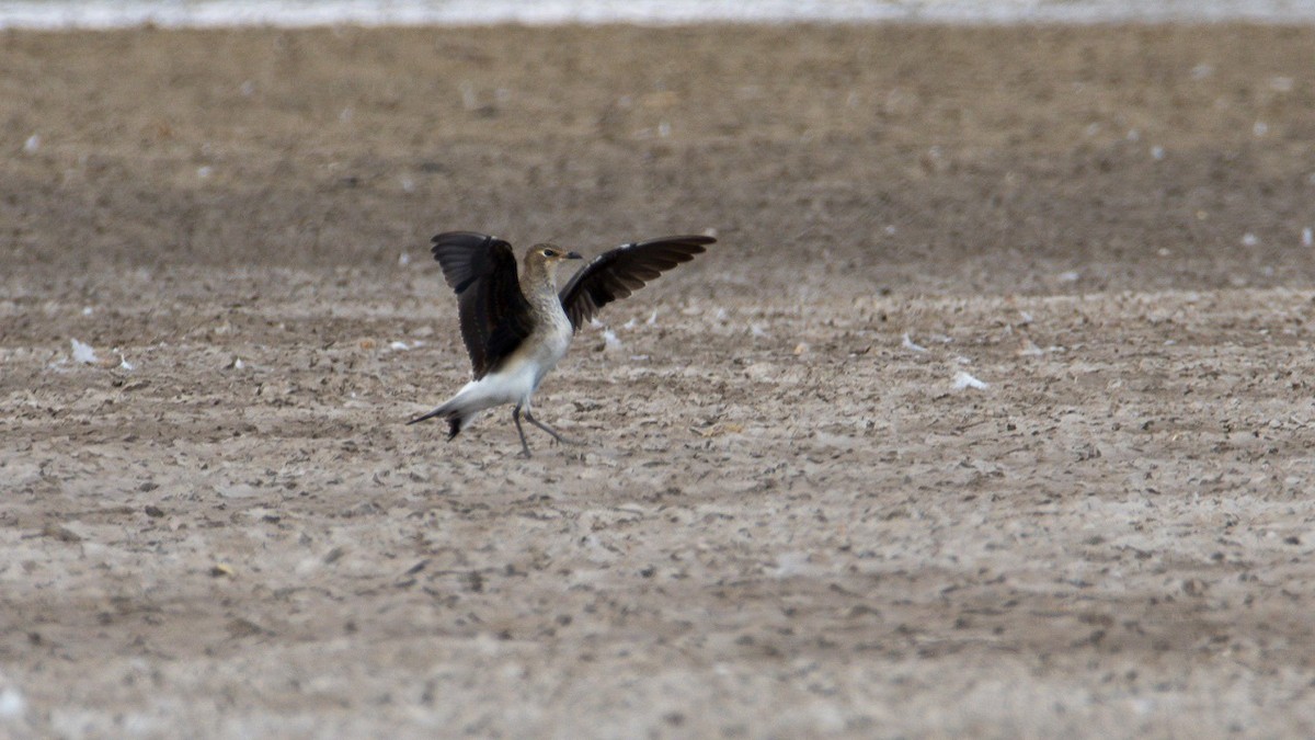 Black-winged Pratincole - ML479447001