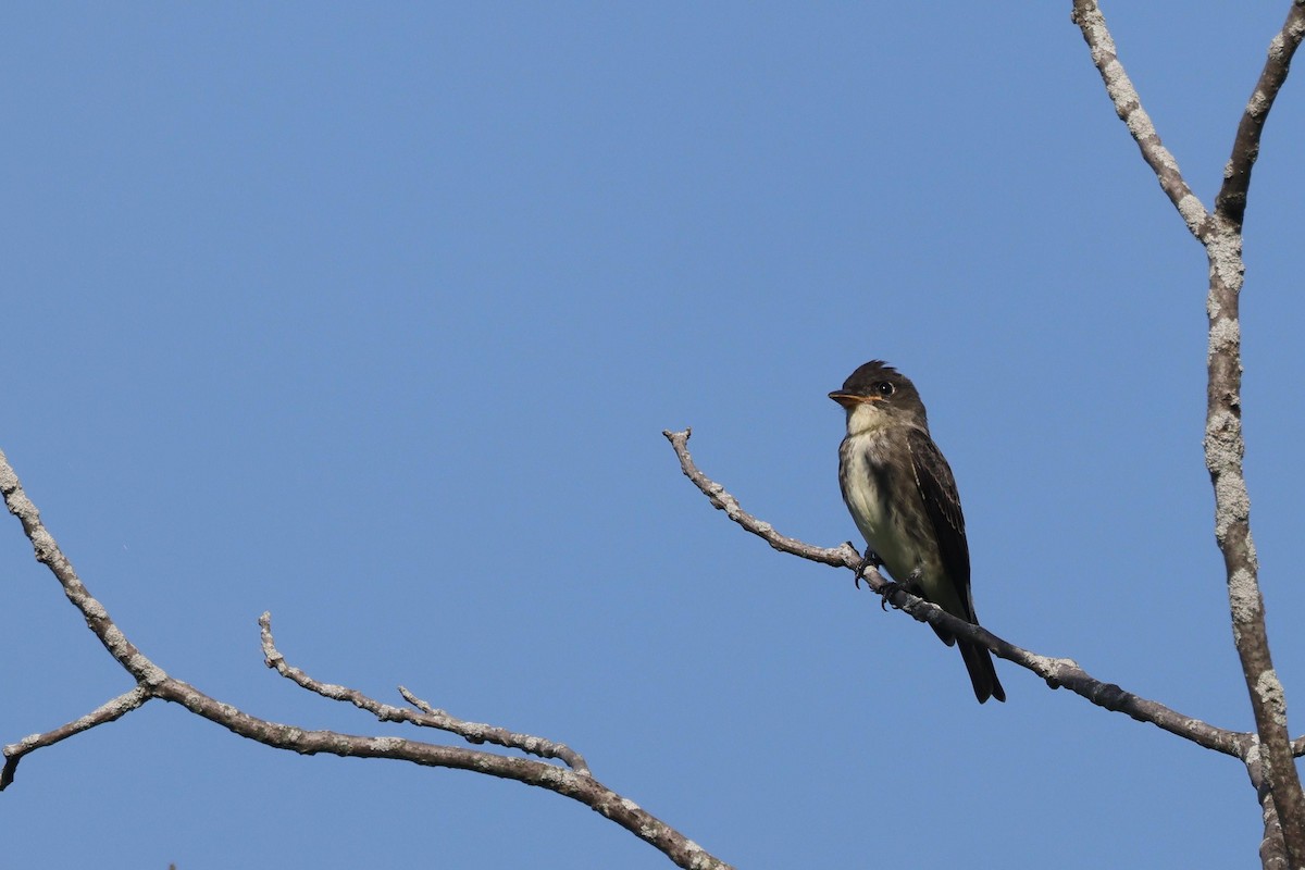 Olive-sided Flycatcher - ML479447421