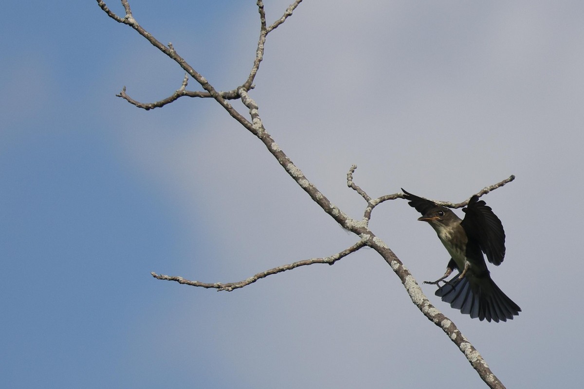 Olive-sided Flycatcher - ML479448041