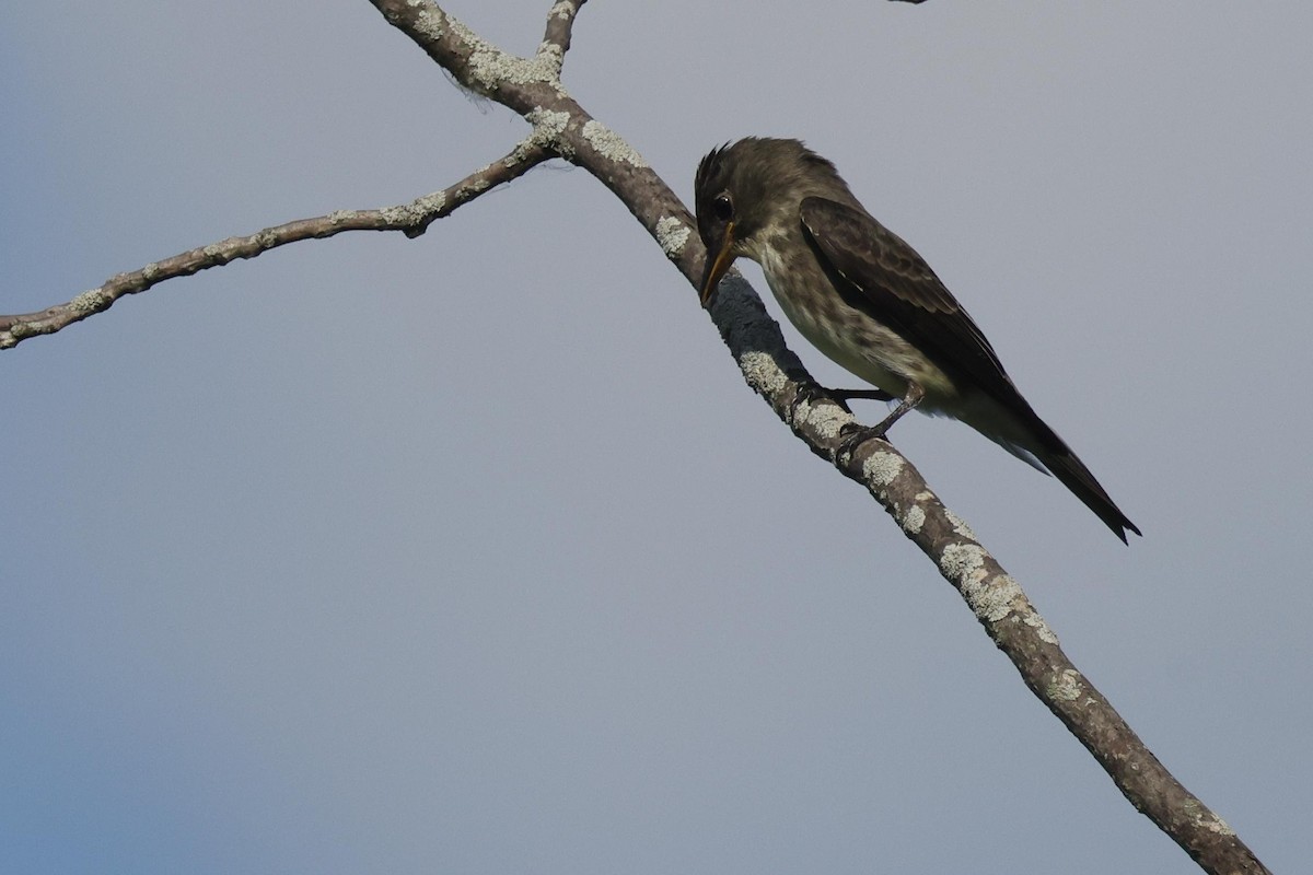 Olive-sided Flycatcher - ML479448181