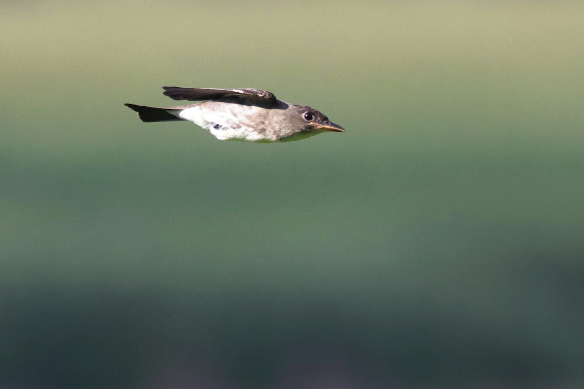 Olive-sided Flycatcher - ML479449361