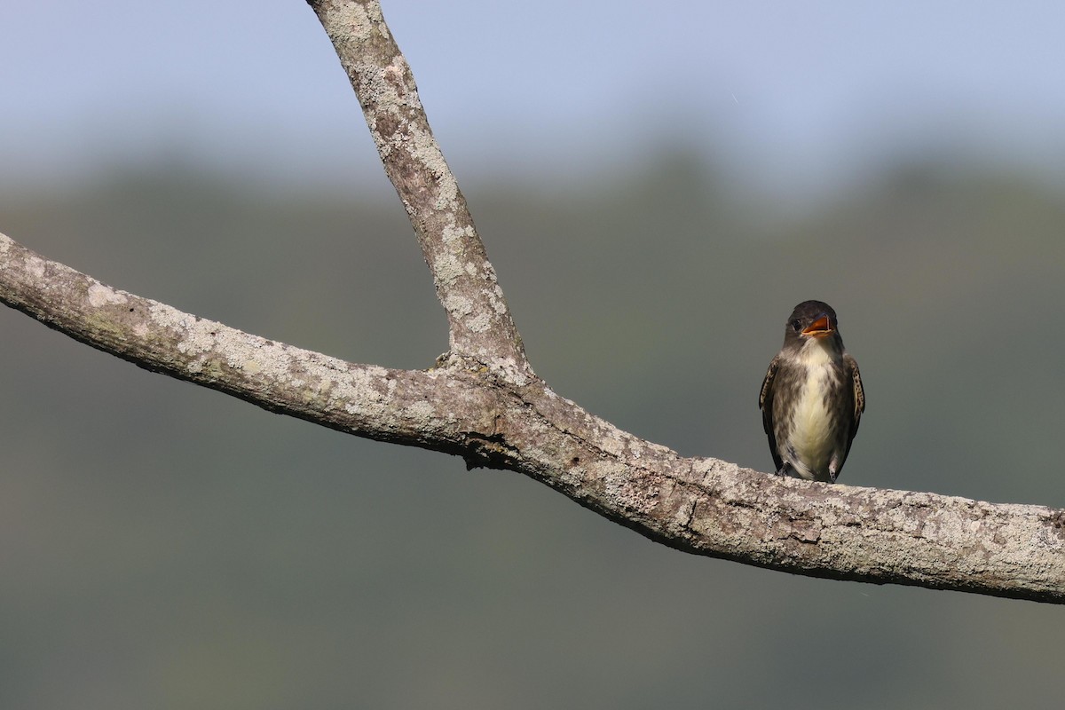 Olive-sided Flycatcher - ML479449911