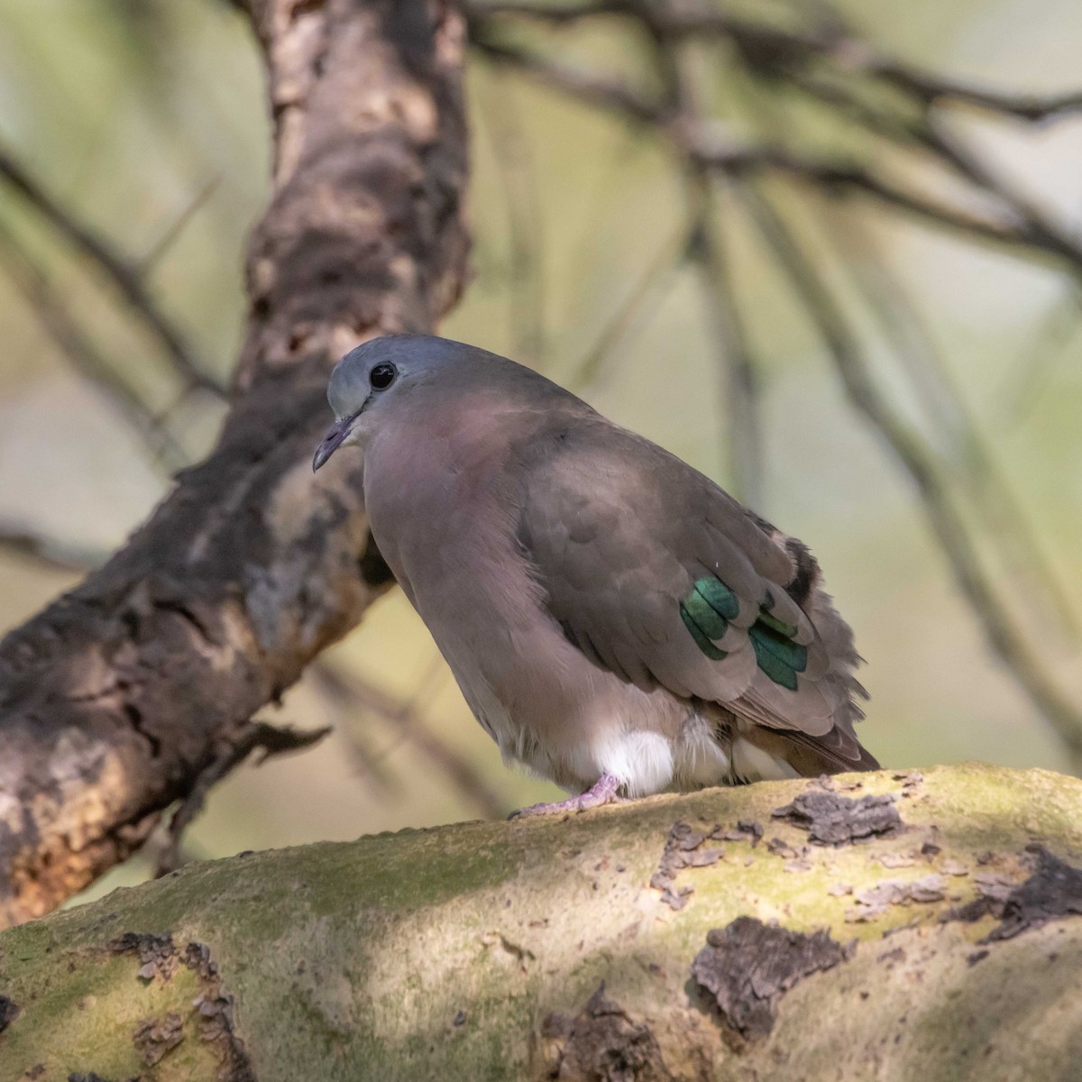 Emerald-spotted Wood-Dove - ML479450371