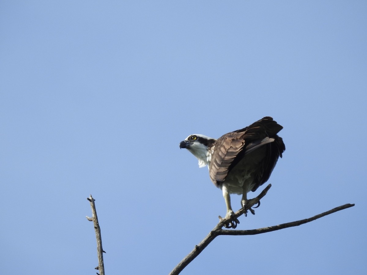 Osprey - ML479450391