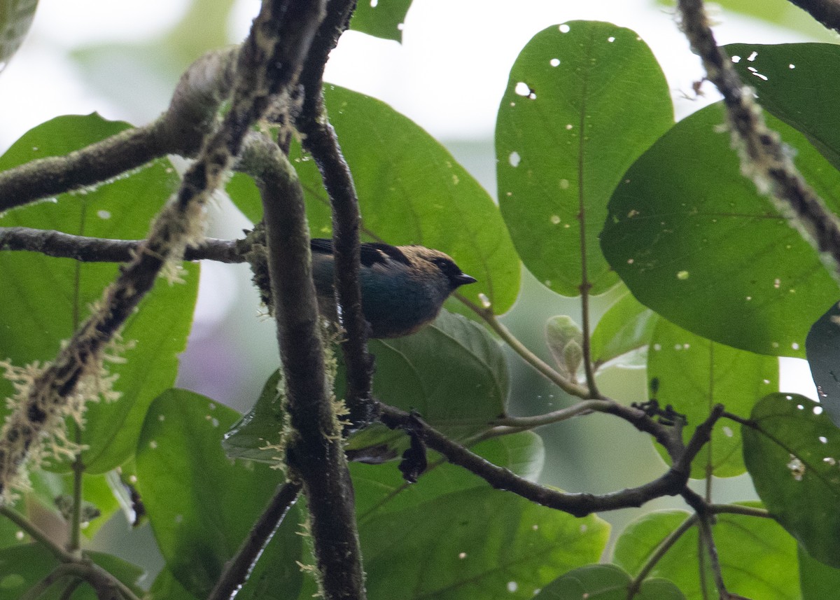 Metallic-green Tanager - ML479450421