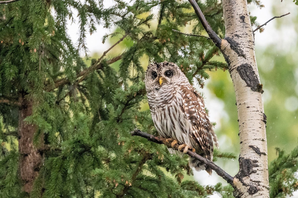 Barred Owl - Anne Spiers