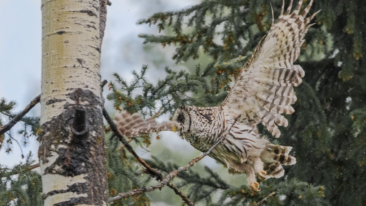 Barred Owl - ML479453121