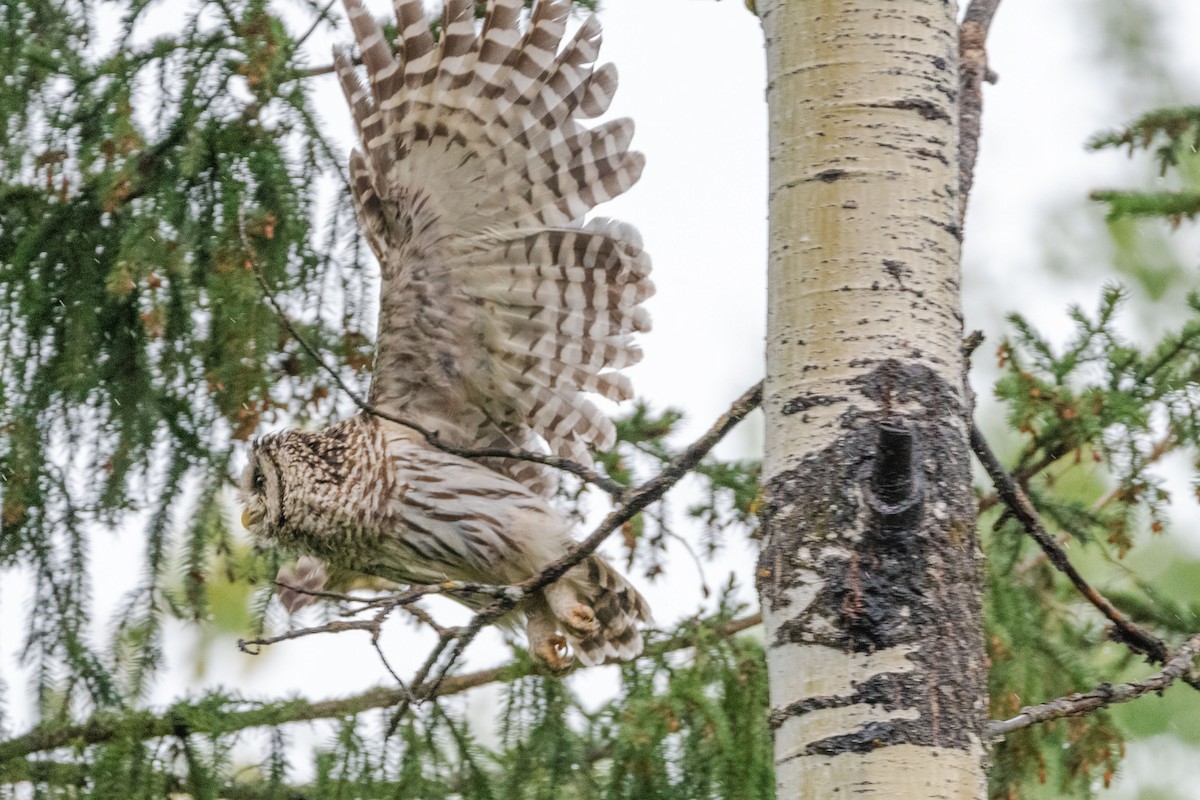 Barred Owl - Anne Spiers