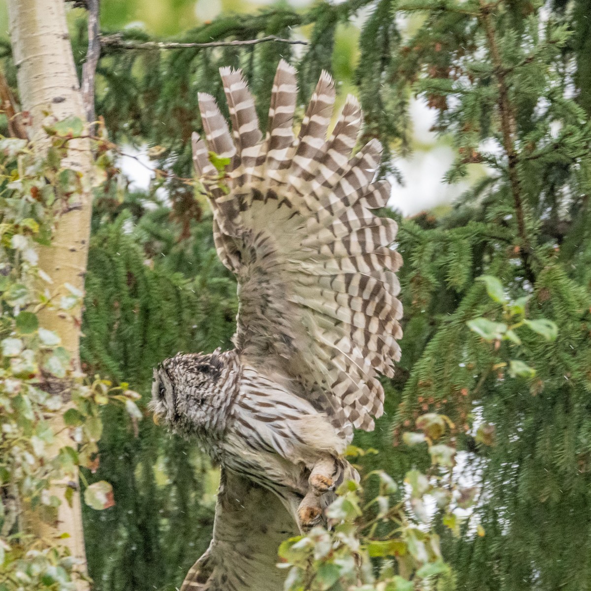 Barred Owl - ML479453321