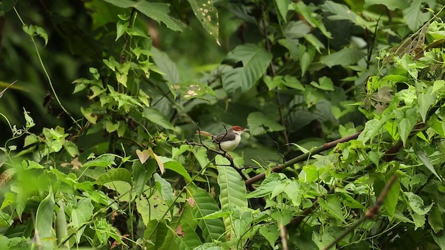 Rufous-tailed Tailorbird - ML479454