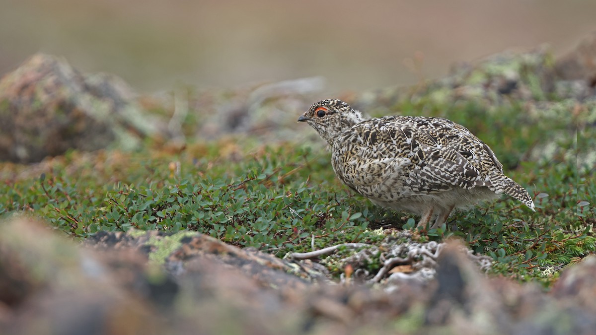 Alpenschneehuhn - ML479454251