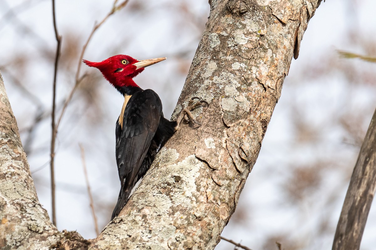 Cream-backed Woodpecker - Pablo Ramos