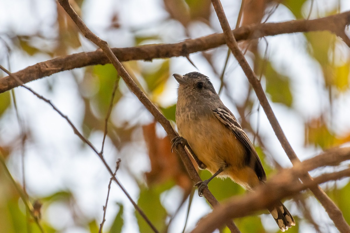 Variable Antshrike - ML479454751